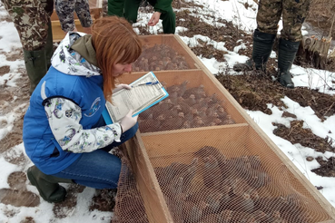 Более 260 краснокнижных куропаток выпустили в дикую природу Ленобласти