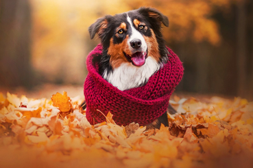 Советы ветеринарного врача: как ухаживать за питомцем осенью?
