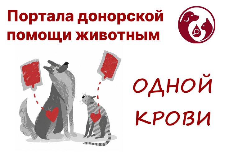 Портал «Одной Крови»: единая платформа донорской помощи животным в России