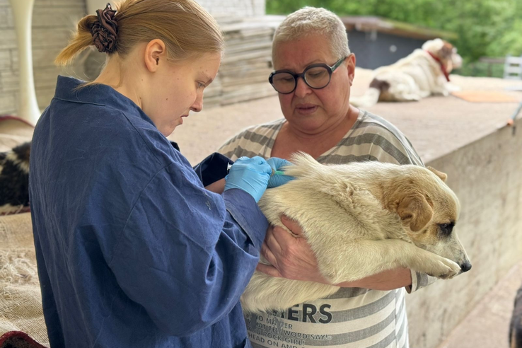 Эпизоотическое благополучие по бешенству в Ленобласти