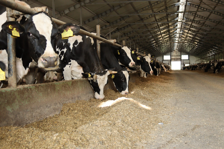 Госветслужба разработала рекомендации для контроля содержания антибиотиков в молоке