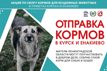 Сбор кормов для животных из приютов Курска и Енакиево