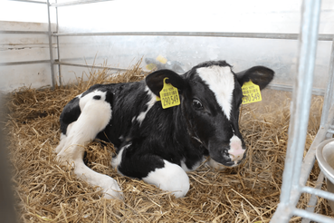 Искусственное осеменение коров в Ленобласти