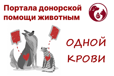 Портал «Одной Крови»: единая платформа донорской помощи животным в России