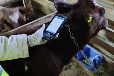 Электронная идентификация скота в Ленинградской области: новый этап развития ветеринарного контроля
