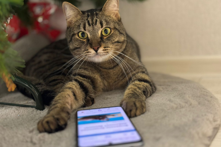 Телефон горячей линии ветслужбы для связи в новогодние праздники