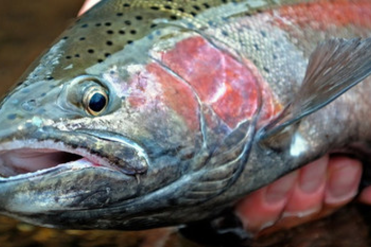 Инфекционный некроз гемопоэтической ткани лососевых – угроза для аквакультуры Ленинградской области.