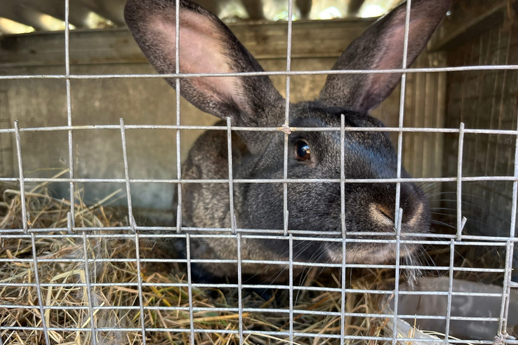 Защищаем кроликов от кокцидиоза