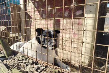 Актуальная информация по ситуации с приютом «Друг»