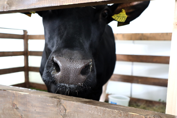 Ухудшение эпизоотической обстановки по Ящуру в странах Азии. Меры защиты и профилактики