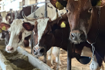 Защищаем молочный скот от кетоза зимой