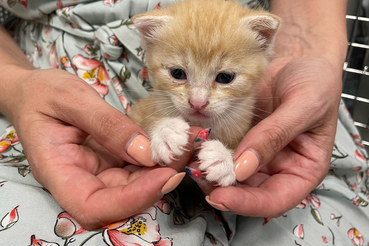 Что делать, если вы завели котенка или щенка?