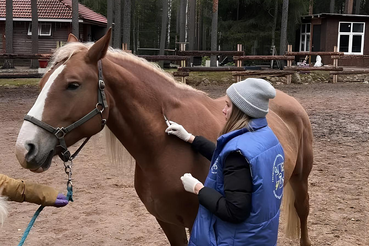 Вакцинация лошадей против сибирской язвы