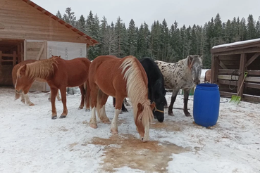 Как правильно содержать лошадей зимой