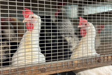 Что нужно знать при покупке птицы для вашего хозяйства?