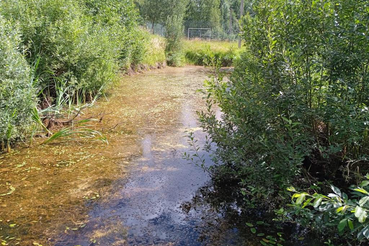 Ветеринары будут бороться с опасными сине-зелеными водорослями