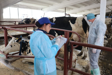 Всё о лейкозе КРС: пути передачи вируса, симптомы, лечение