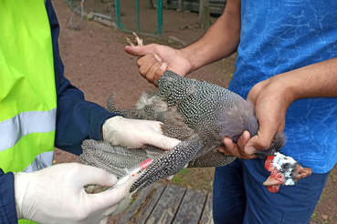 Новые правила по борьбе с гриппом птиц