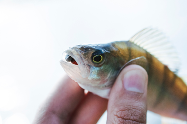 Постановка на учёт и маркировка рыбы и аквакультуры должна быть завершена до 1 марта