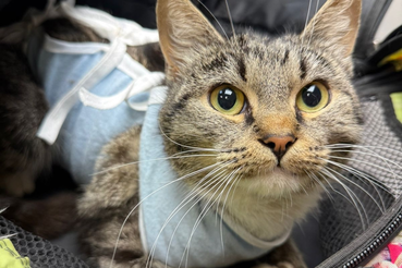 Бесплатная стерилизация животных для льготных категорий граждан