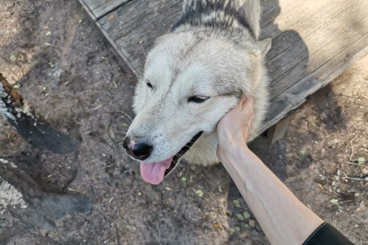 Самовыгул опасен не только для окружающих, но и для животных