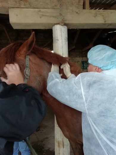 Вакцинация лошадей против гриппа и столбняка